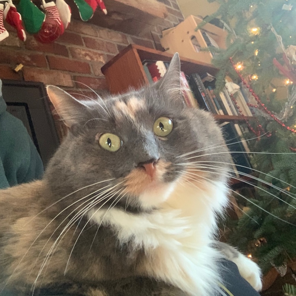 Meet your Posher, Jasmine